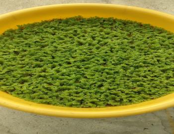 Azolla-an aquatic fern has Anabaena azollae-a cyanobacterium in its frond as a symbiont that fixes nitrogen and helps the growth of Azolla
